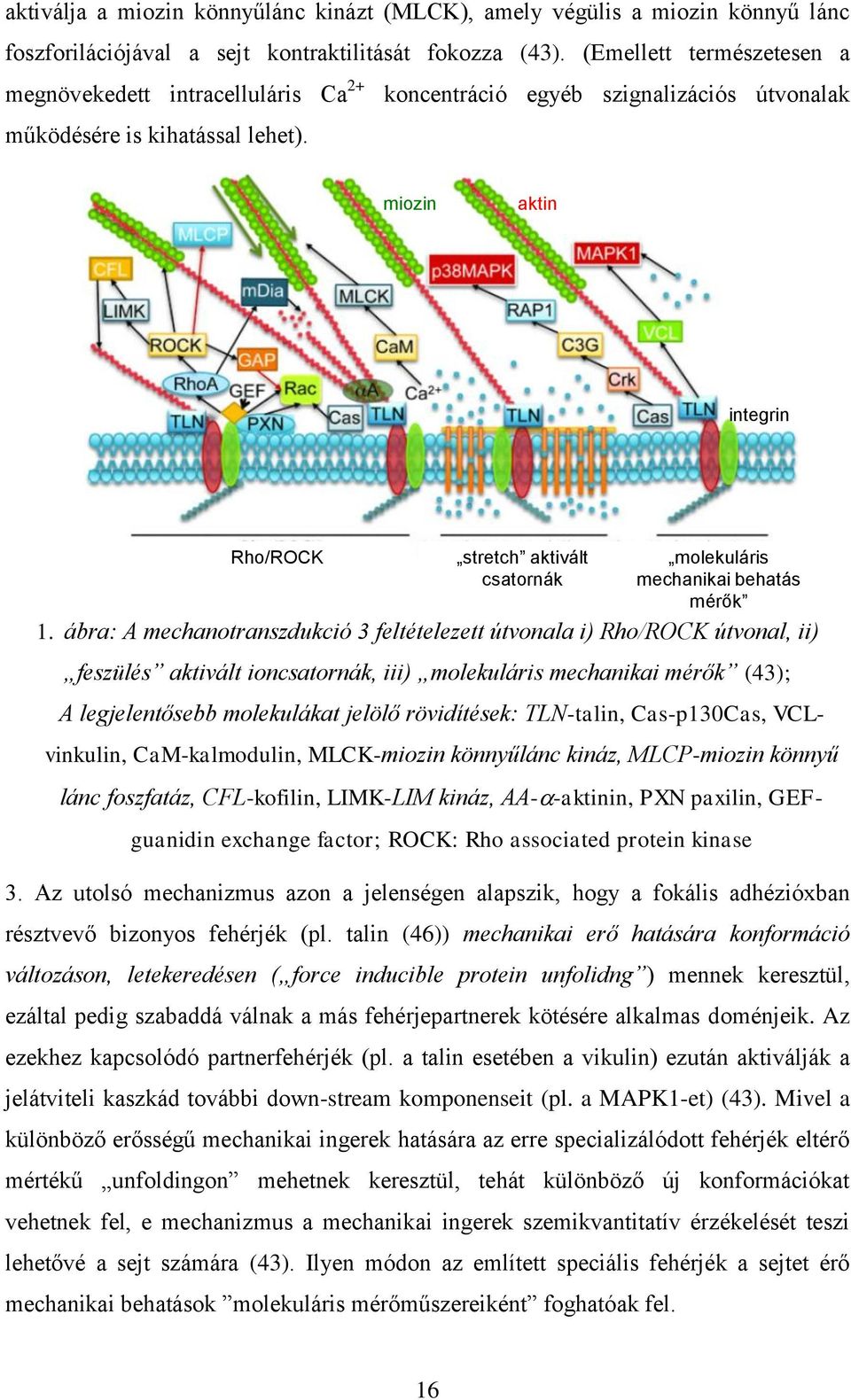 miozin aktin integrin Rho/ROCK stretch aktivált csatornák molekuláris mechanikai behatás mérők 1.