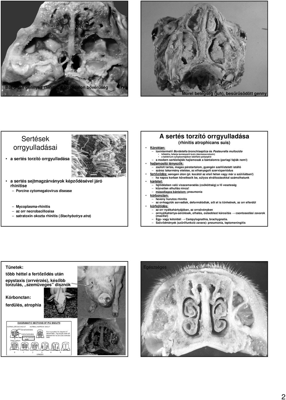 sertésfajták hajlamosak a bántalomra (parlagi fajták nem!) hajlamosító tényezık: fertızıdés: aerogen úton (pl. kocától az elsı héten vagy már a szülıútban!