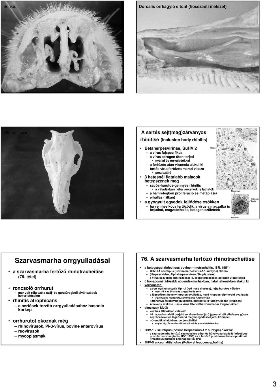 váladékban néha vércsíkok is láthatók a hámrétegben proliferáció és metaplasia elhullás (ritkán) a gyógyult egyedek fejlıdése csökken ha vemhes koca fertızıdik, a vírus a magzatba is bejuthat,