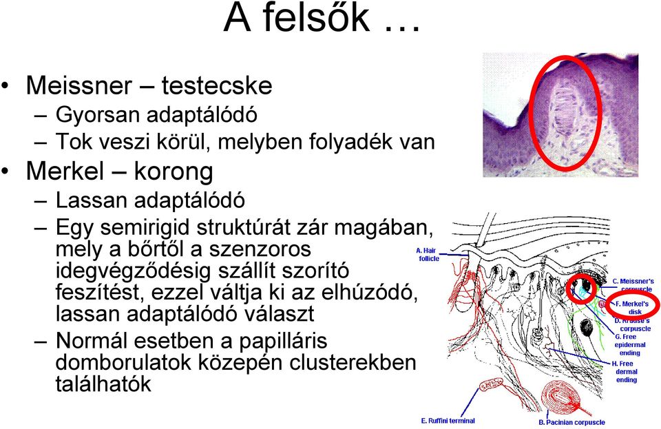 szenzoros idegvégződésig szállít szorító feszítést, ezzel váltja ki az elhúzódó, lassan