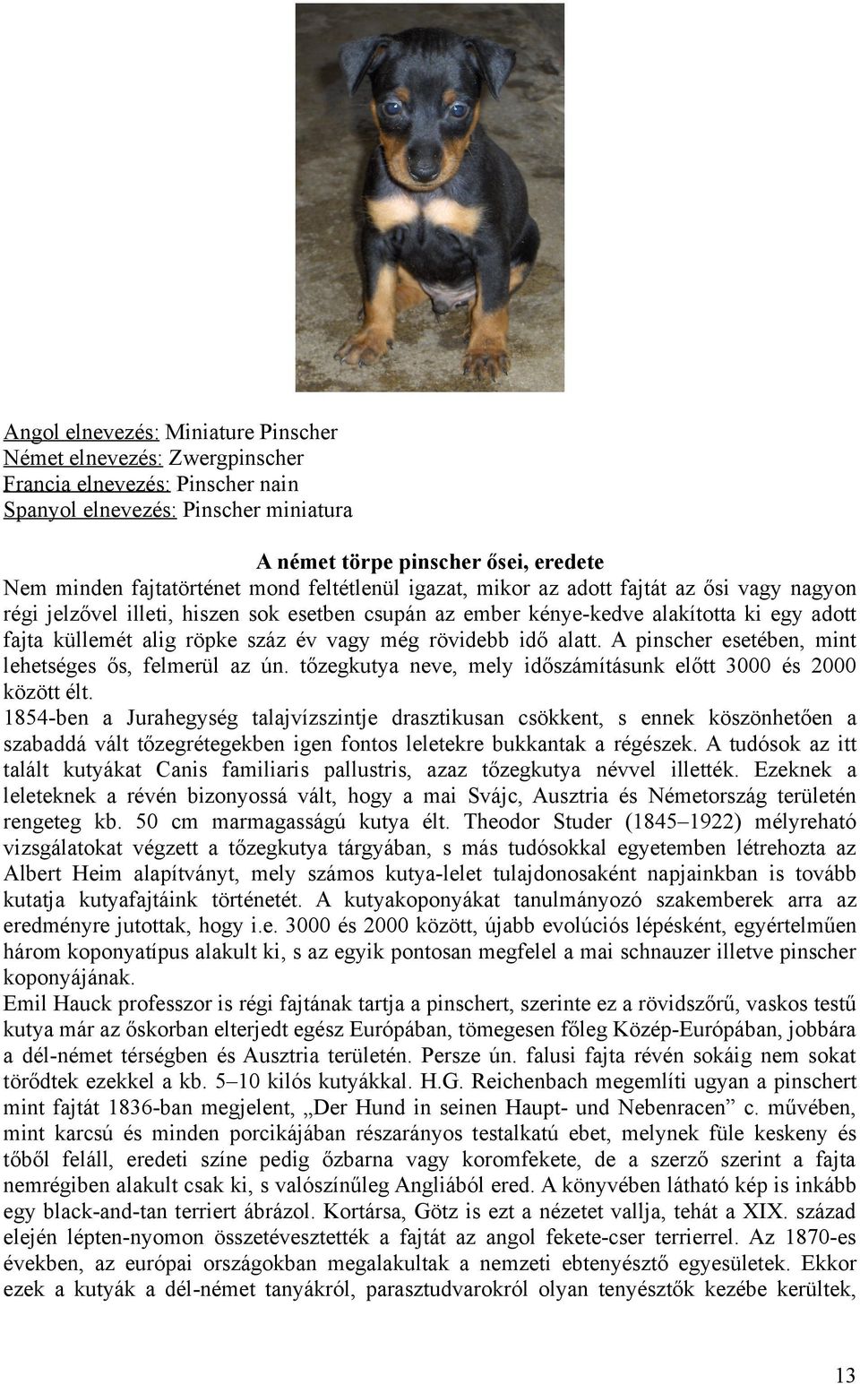 még rövidebb idő alatt. A pinscher esetében, mint lehetséges ős, felmerül az ún. tőzegkutya neve, mely időszámításunk előtt 3000 és 2000 között élt.