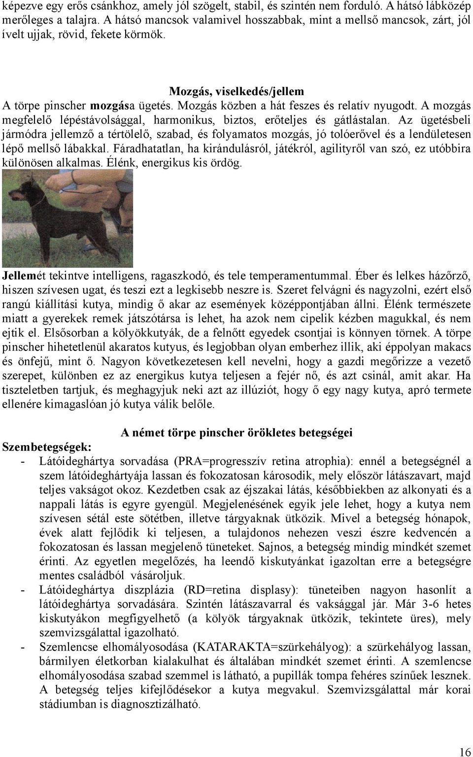 Mozgás közben a hát feszes és relatív nyugodt. A mozgás megfelelő lépéstávolsággal, harmonikus, biztos, erőteljes és gátlástalan.