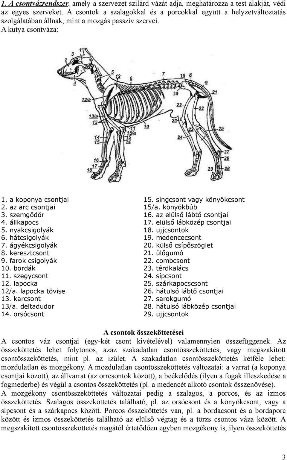 állkapocs 5. nyakcsigolyák 6. hátcsigolyák 7. ágyékcsigolyák 8. keresztcsont 9. farok csigolyák 10. bordák 11. szegycsont 12. lapocka 12/a. lapocka tövise 13. karcsont 13/a. deltadudor 14.
