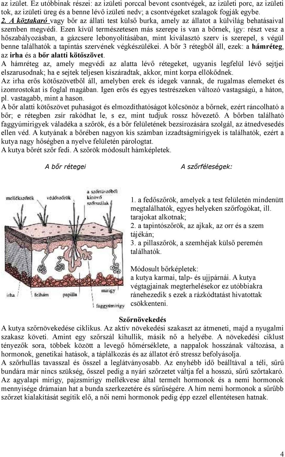 Ezen kívül természetesen más szerepe is van a bőrnek, így: részt vesz a hőszabályozásban, a gázcsere lebonyolításában, mint kiválasztó szerv is szerepel, s végül benne találhatók a tapintás szervének