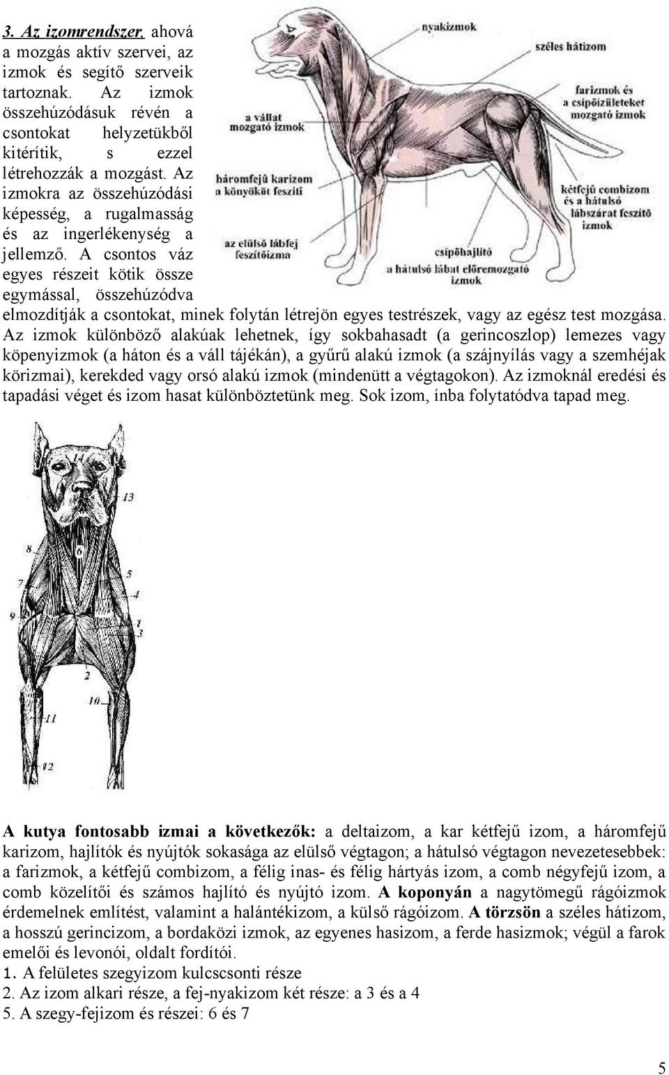 A csontos váz egyes részeit kötik össze egymással, összehúzódva elmozdítják a csontokat, minek folytán létrejön egyes testrészek, vagy az egész test mozgása.