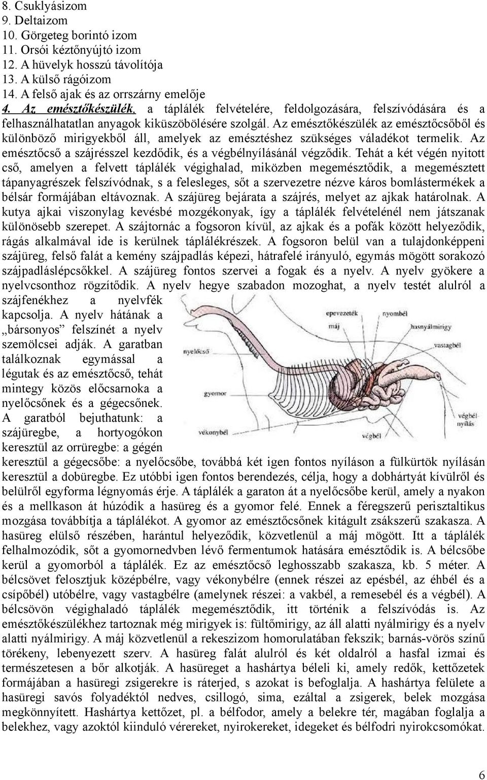 Az emésztőkészülék az emésztőcsőből és különböző mirigyekből áll, amelyek az emésztéshez szükséges váladékot termelik. Az emésztőcső a szájrésszel kezdődik, és a végbélnyílásánál végződik.