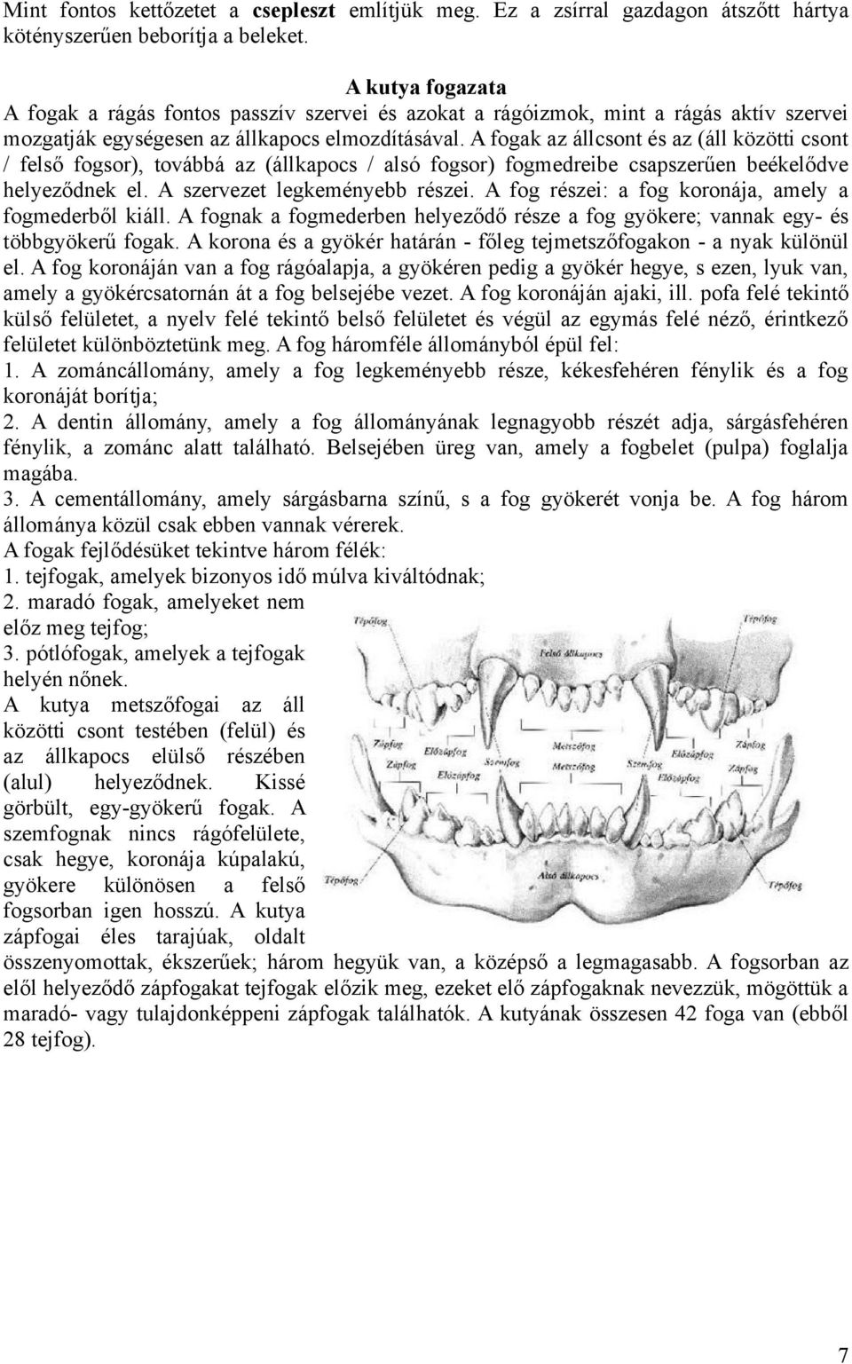 A fogak az állcsont és az (áll közötti csont / felső fogsor), továbbá az (állkapocs / alsó fogsor) fogmedreibe csapszerűen beékelődve helyeződnek el. A szervezet legkeményebb részei.