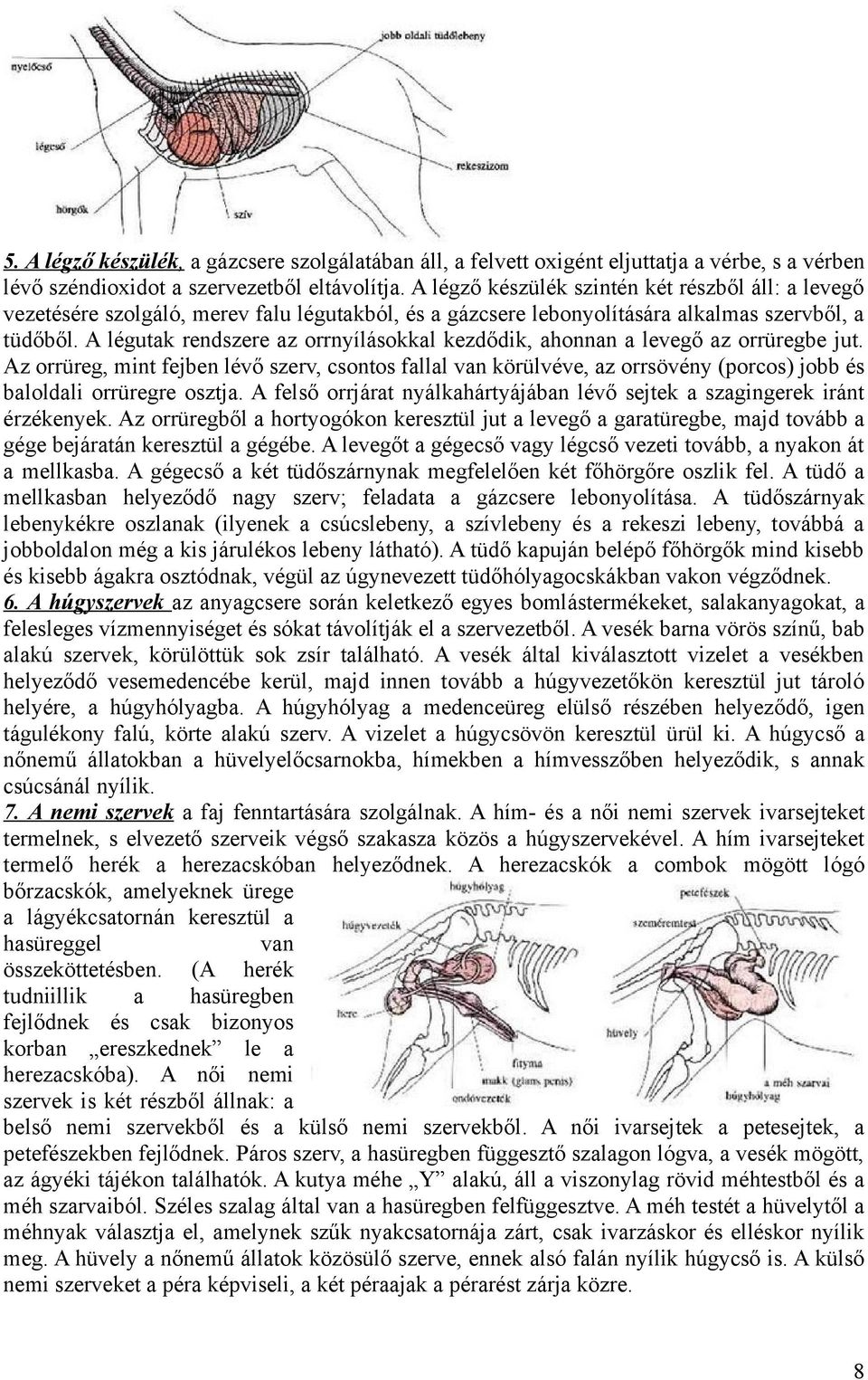A légutak rendszere az orrnyílásokkal kezdődik, ahonnan a levegő az orrüregbe jut.