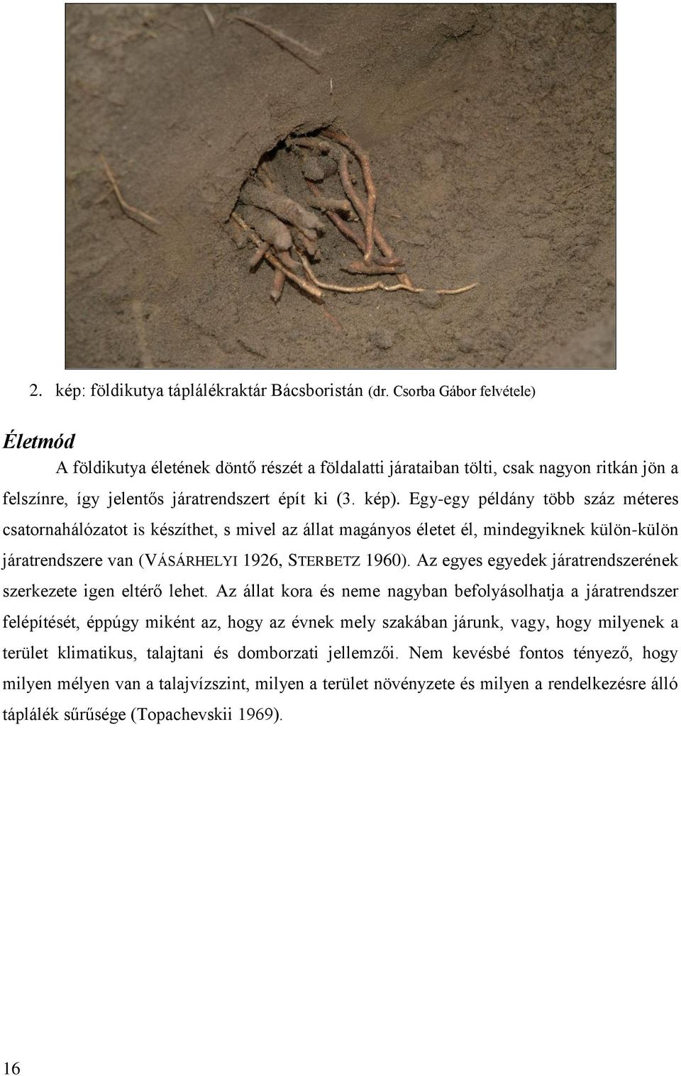 Egy-egy példány több száz méteres csatornahálózatot is készíthet, s mivel az állat magányos életet él, mindegyiknek külön-külön járatrendszere van (VÁSÁRHELYI 1926, STERBETZ 1960).