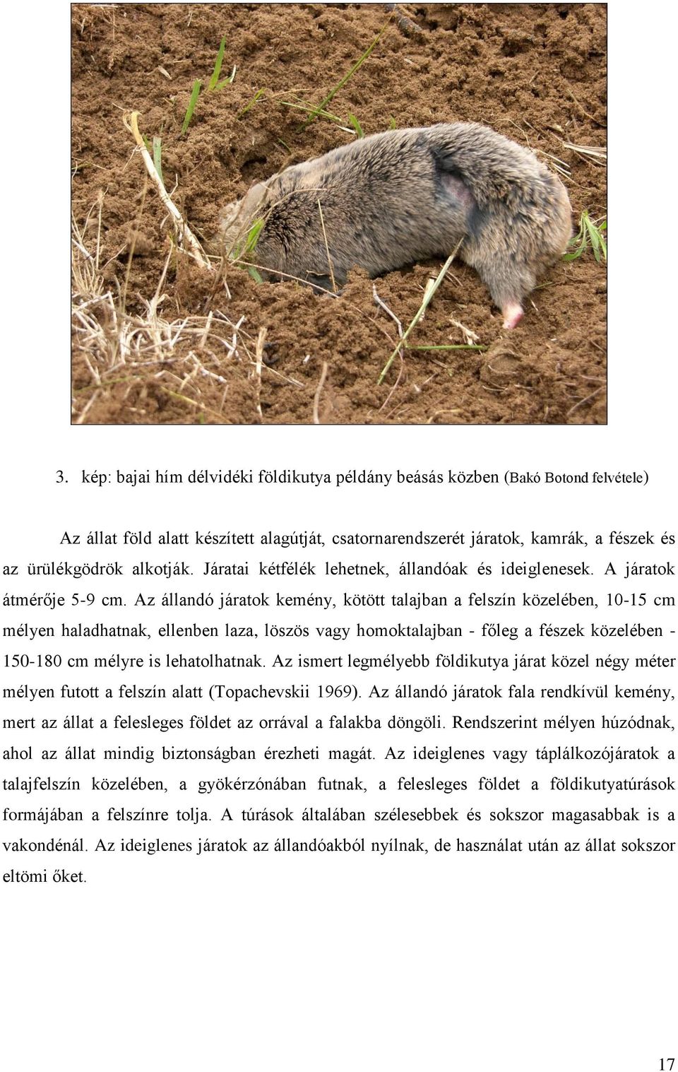 Az állandó járatok kemény, kötött talajban a felszín közelében, 10-15 cm mélyen haladhatnak, ellenben laza, löszös vagy homoktalajban - főleg a fészek közelében - 150-180 cm mélyre is lehatolhatnak.