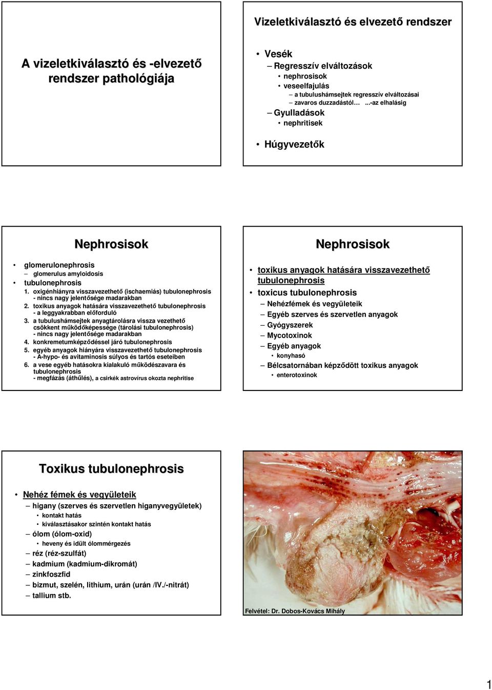 oxigénhiányra visszavezethetı (ischaemiás) tubulonephrosis - nincs nagy jelentısége madarakban 2. toxikus anyagok hatására visszavezethetı tubulonephrosis - a leggyakrabban elıforduló 3.
