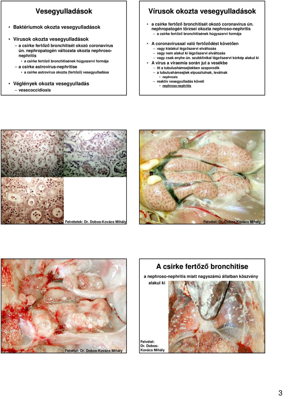 vesegyulladás vesecoccidiosis Vírusok okozta vesegyulladások sok a csirke fertızı bronchitisét okozó coronavírus ún.