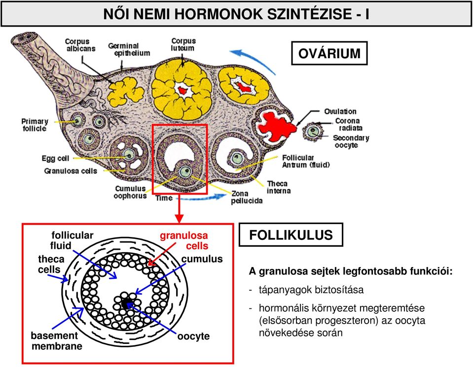 sejtek legfontosabb funkciói: - tápanyagok biztosítása - hormonális