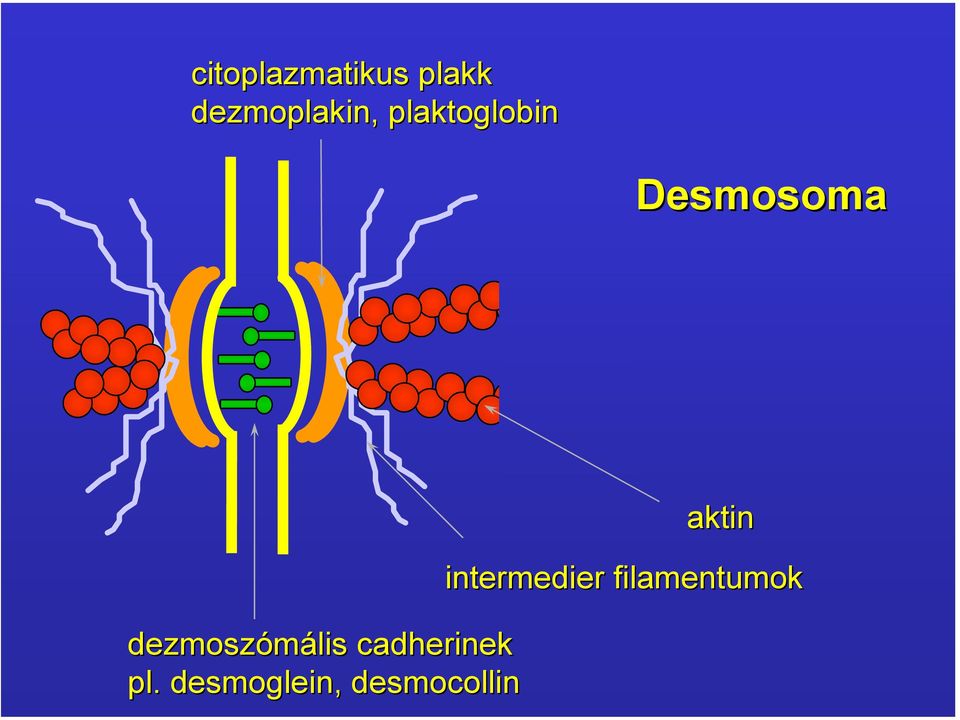 dezmoszómális cadherinek pl.