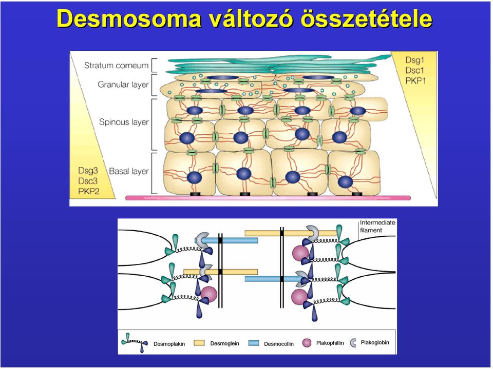 Desmoplakin Desmoglein