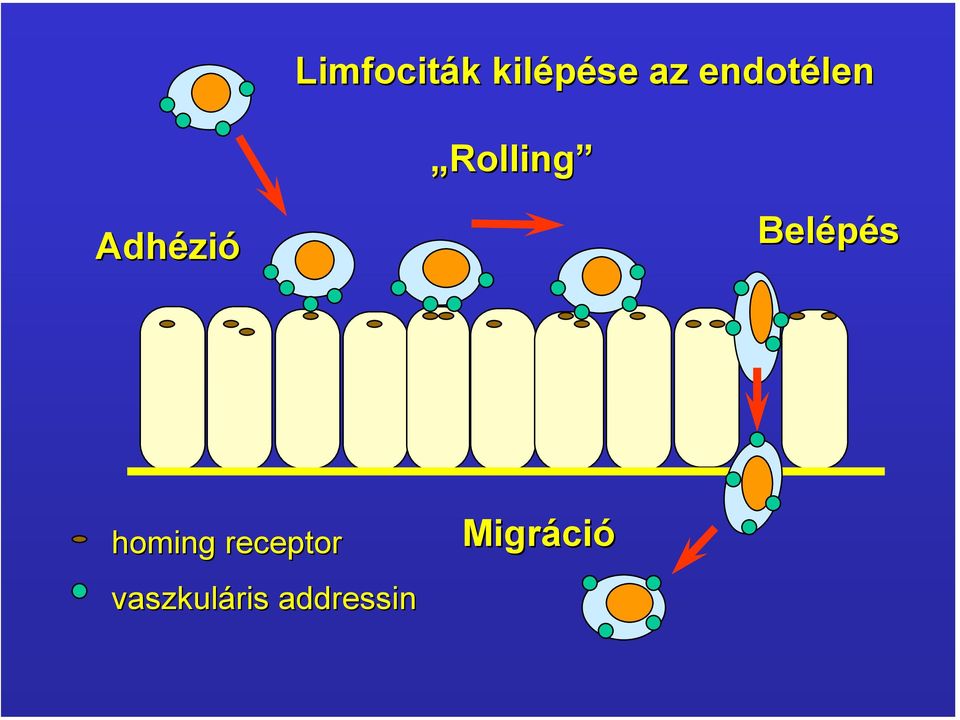 Belépés homing receptor