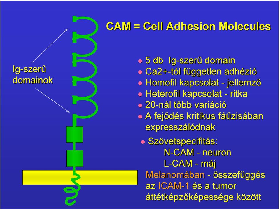 több variáció A fejődés kritikus fáűzisában expresszálódnak Szövetspecifitás: N-CAM