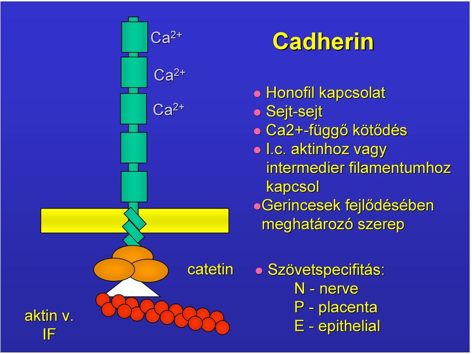 aktinhoz vagy intermedier filamentumhoz kapcsol Gerincesek