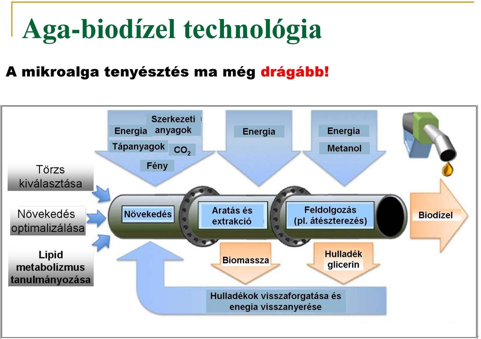 mikroalga