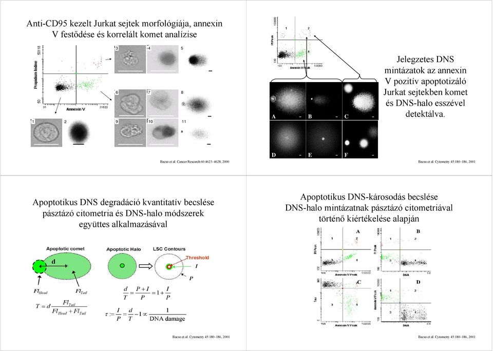 Cancer Research 60:4623 4628, 2000 D E F Apoptotikus DNS degradáció kvantitatív becslése pásztázó citometria és DNS-halo