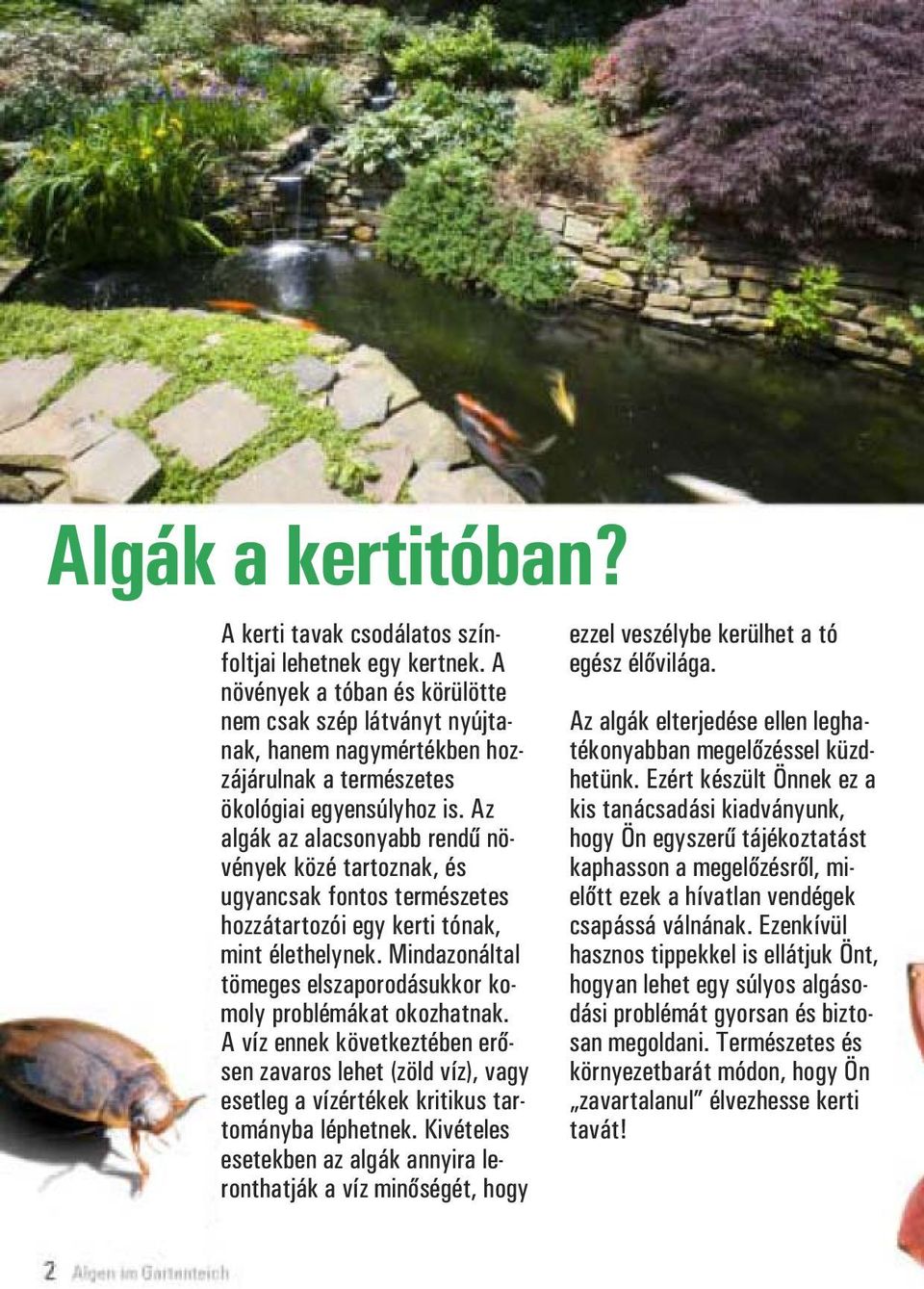 Az algák az alacsonyabb rendű növények közé tartoznak, és ugyancsak fontos természetes hozzátartozói egy kerti tónak, mint élethelynek.