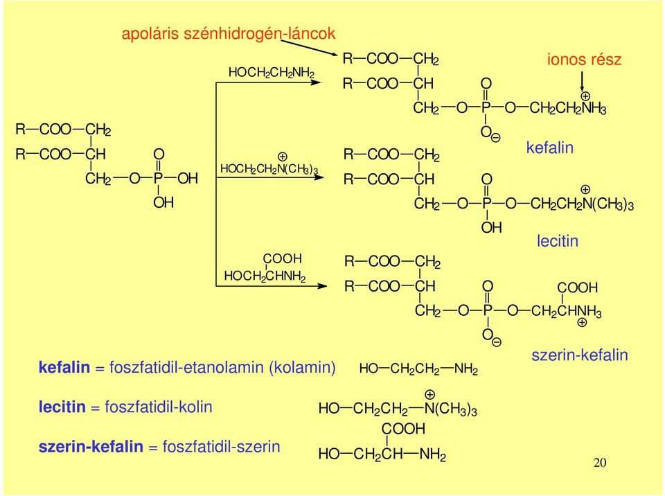2 P H 2 HNH 3 kefalin = foszfatidil-etanolamin (kolamin) H H 2 H 2 szerin-kefalin