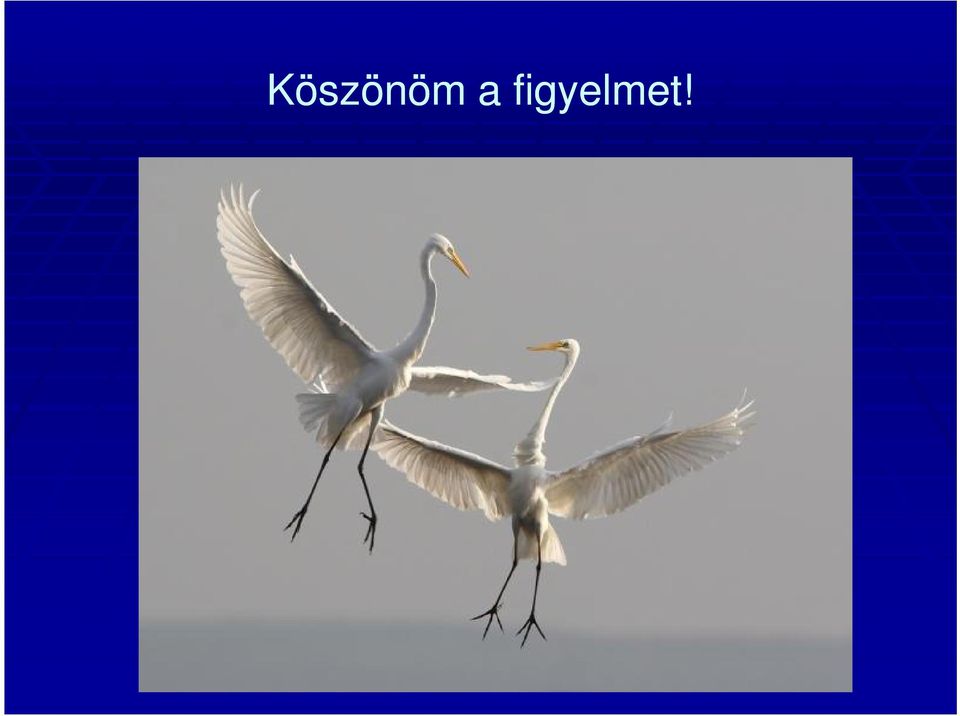 figyelmet!