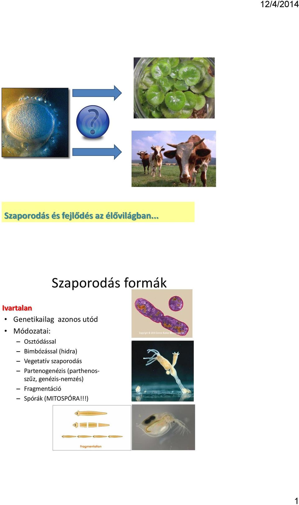 Módozatai: Osztódással Bimbózással (hidra) Vegetatív