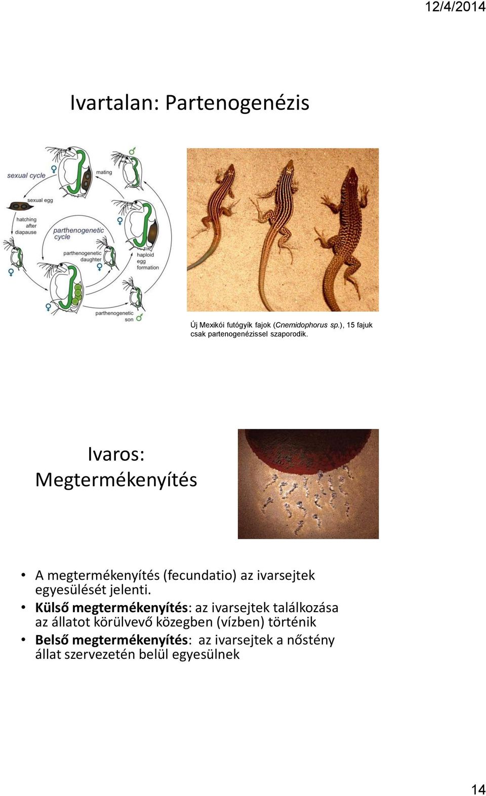 Ivaros: Megtermékenyítés A megtermékenyítés (fecundatio) az ivarsejtek egyesülését jelenti.