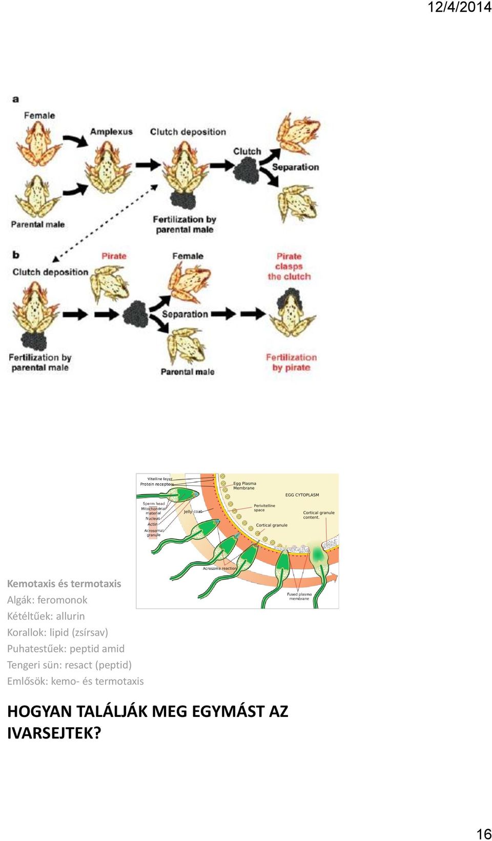 amid Tengeri sün: resact (peptid) Emlősök: kemo- és