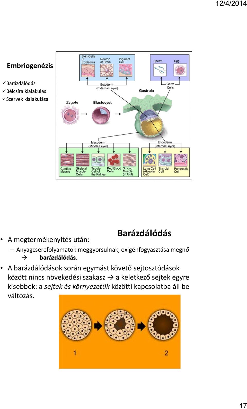 barázdálódás.