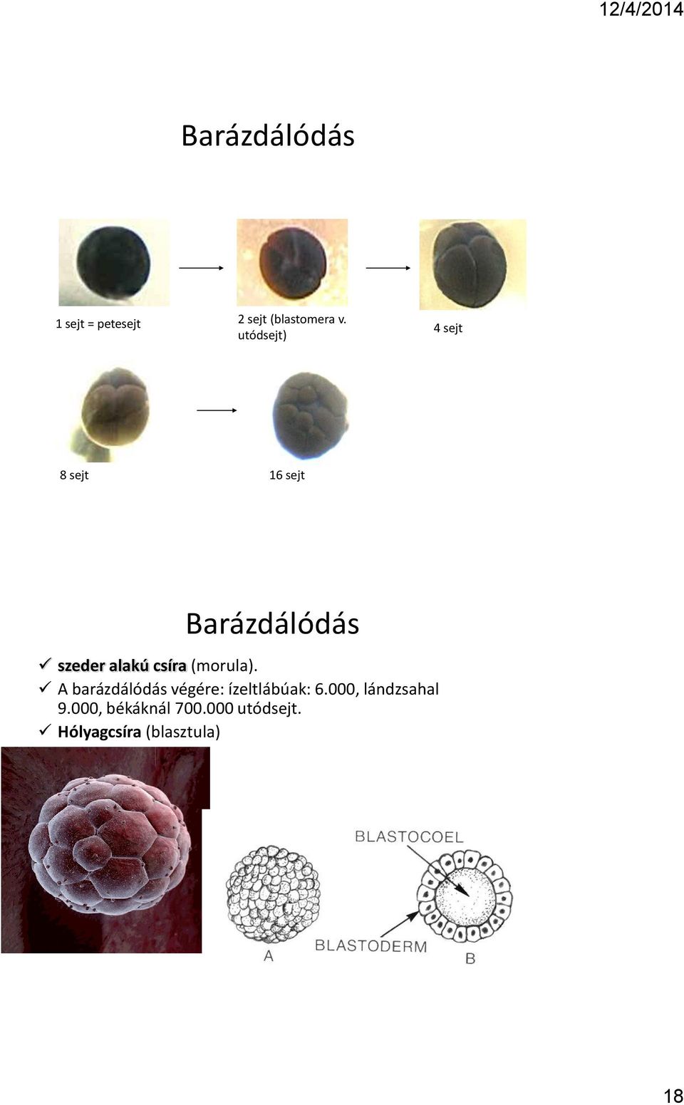 csíra (morula). A barázdálódás végére: ízeltlábúak: 6.