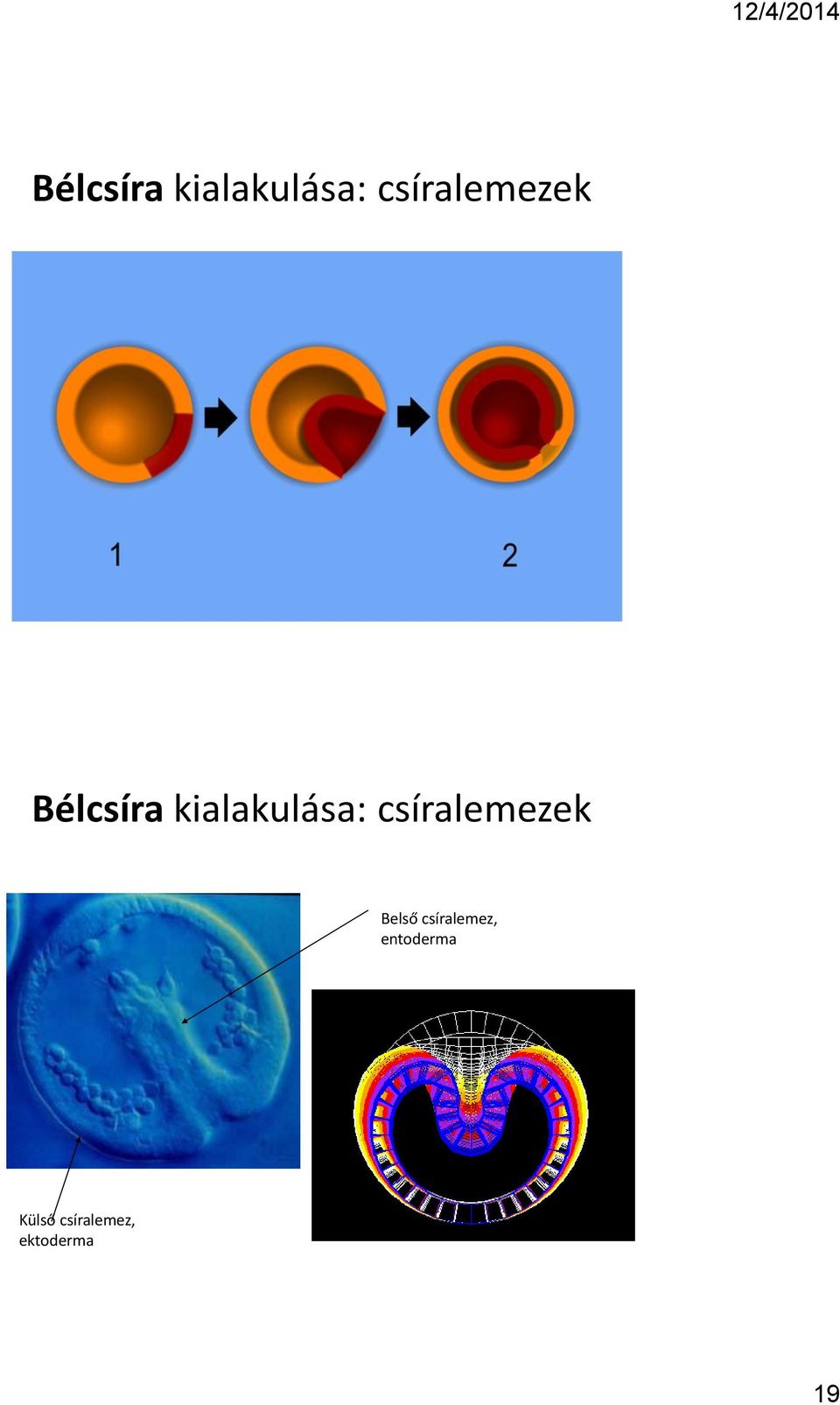 Belső csíralemez, entoderma