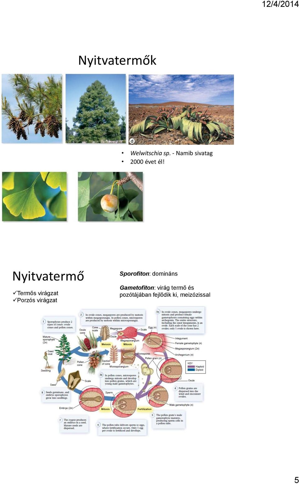 Nyitvatermő Termős virágzat Porzós virágzat