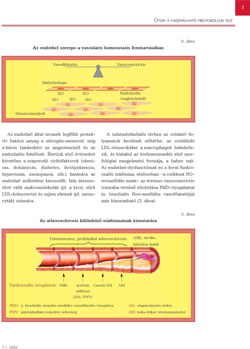 hatásokért az angiotenzinii és az endothelin felelõsek. Életünk elsõ évtizedeit követõen a szaporodó rizikófaktorok (obesitas, dohányzás, diabetes, dyslipidaemia, hypertonia, menopausa, stb.