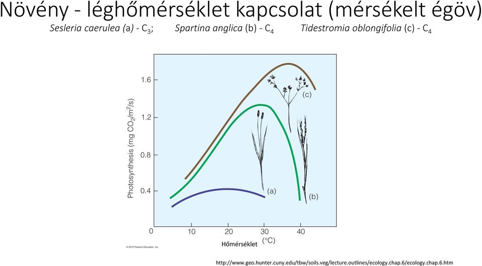 oblongifolia (c) - C 4 Hőmérséklet http://www.geo.hunter.cuny.