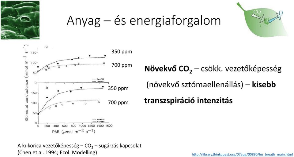 vezetőképesség (növekvő sztómaellenállás) kisebb transzspiráció intenzitás