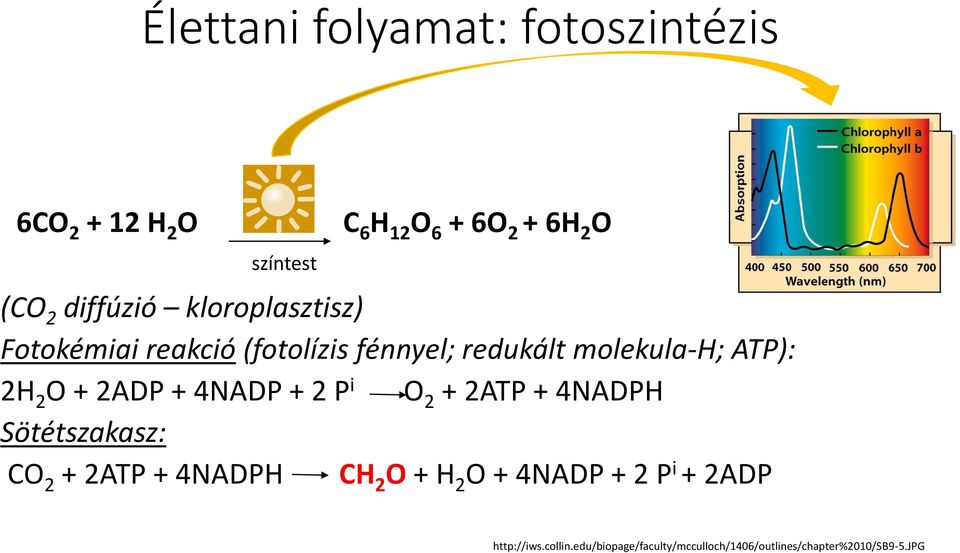 + 2ADP + 4NADP + 2 P i O 2 + 2ATP + 4NADPH Sötétszakasz: CO 2 + 2ATP + 4NADPH CH 2 O + H 2 O +