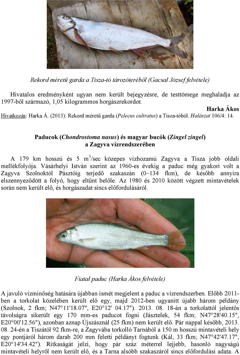 Paducok (Chondrostoma nasus) és magyar bucók (Zingel zingel) a Zagyva vízrendszerében A 179 km hosszú és 5 m 3 /sec közepes vízhozamú Zagyva a Tisza jobb oldali mellékfolyója.