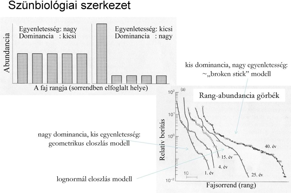 Rang-abundancia görbék nagy dominancia, kis