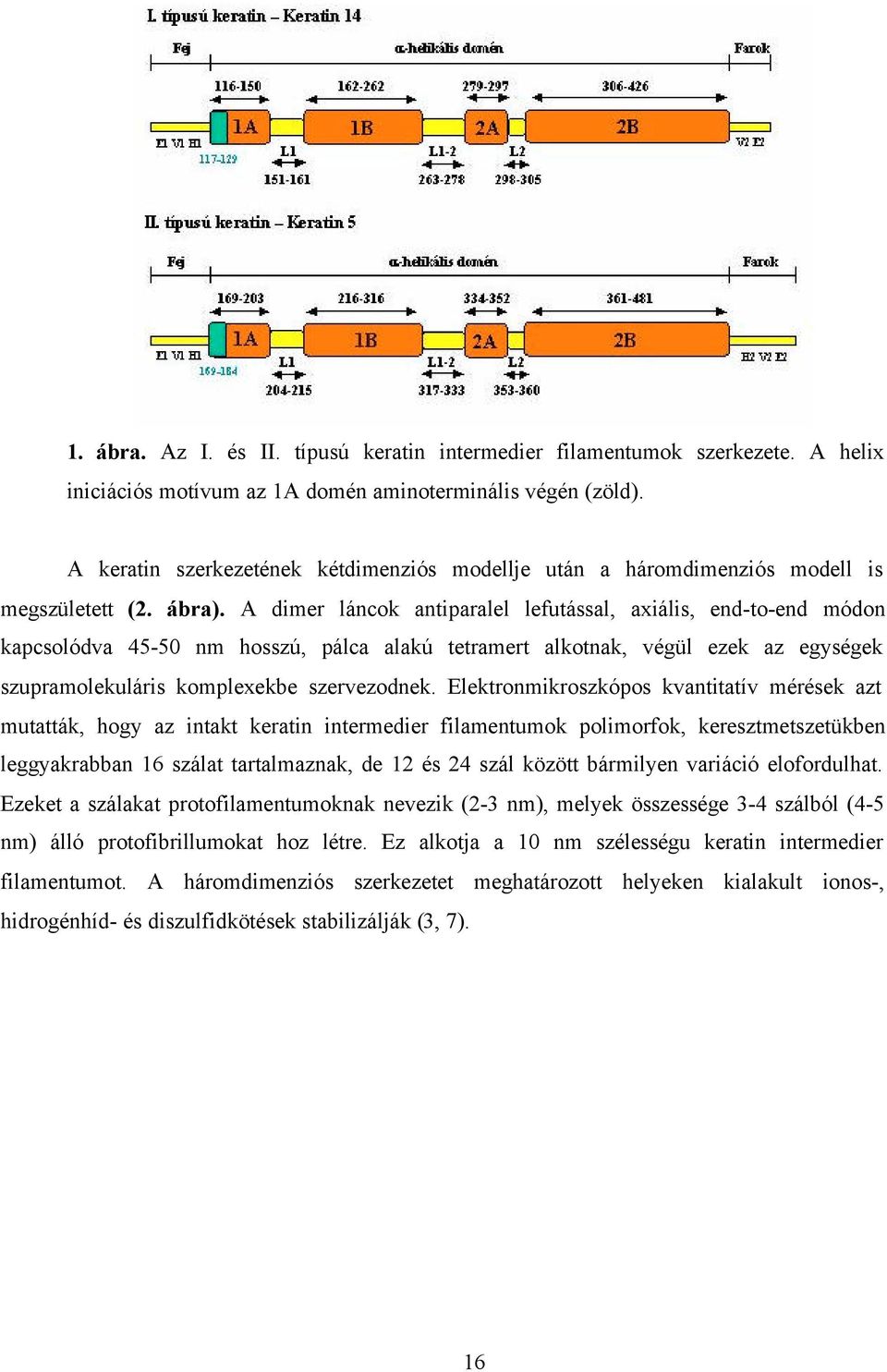 A dimer láncok antiparalel lefutással, axiális, end-to-end módon kapcsolódva 45-50 nm hosszú, pálca alakú tetramert alkotnak, végül ezek az egységek szupramolekuláris komplexekbe szervezodnek.