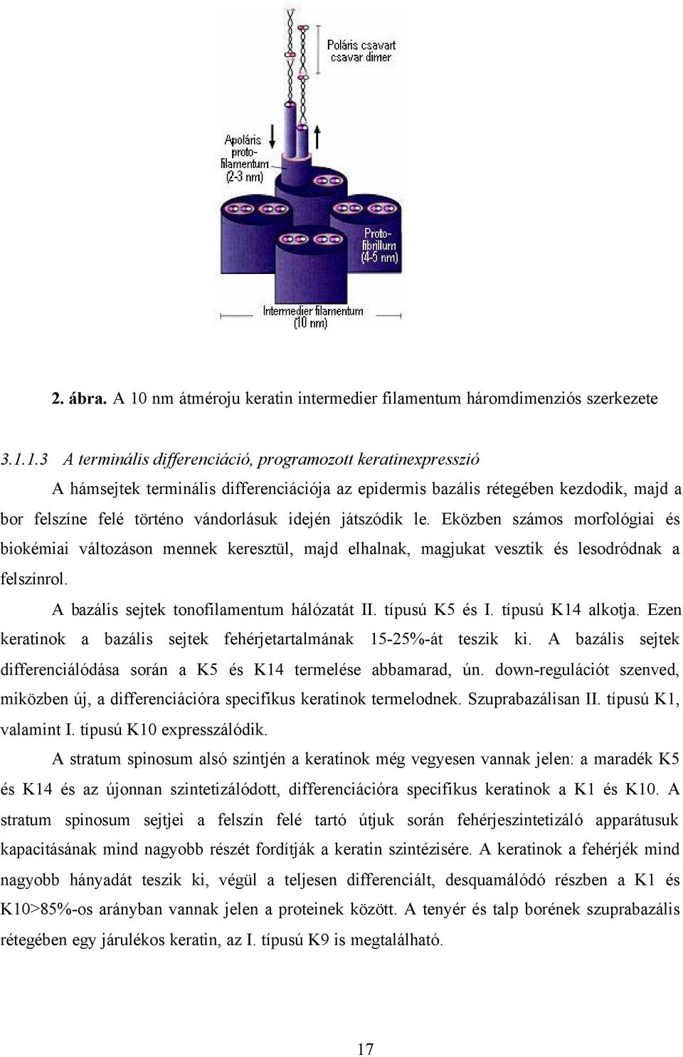 1.3 A terminális differenciáció, programozott keratinexpresszió A hámsejtek terminális differenciációja az epidermis bazális rétegében kezdodik, majd a bor felszíne felé történo vándorlásuk idején