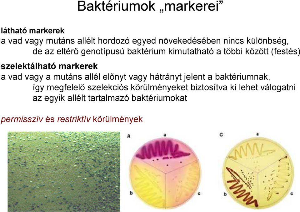 a vad vagy a mutáns allél előnyt vagy hátrányt jelent a baktériumnak, így megfelelő szelekciós