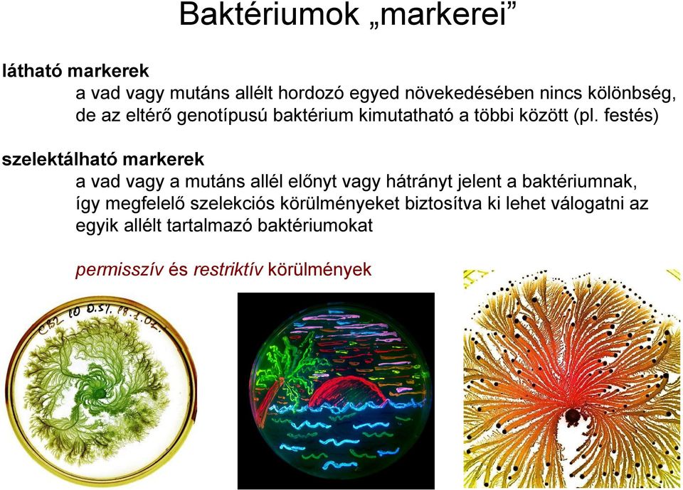 festés) szelektálható markerek a vad vagy a mutáns allél előnyt vagy hátrányt jelent a baktériumnak, így