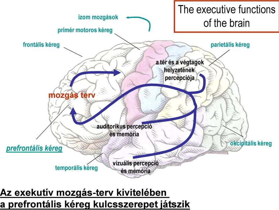 percepció és memória okcipitális kéreg prefrontális kéreg temporális kéreg vízuális