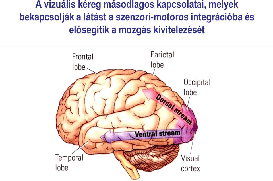 látást a szenzori-motoros