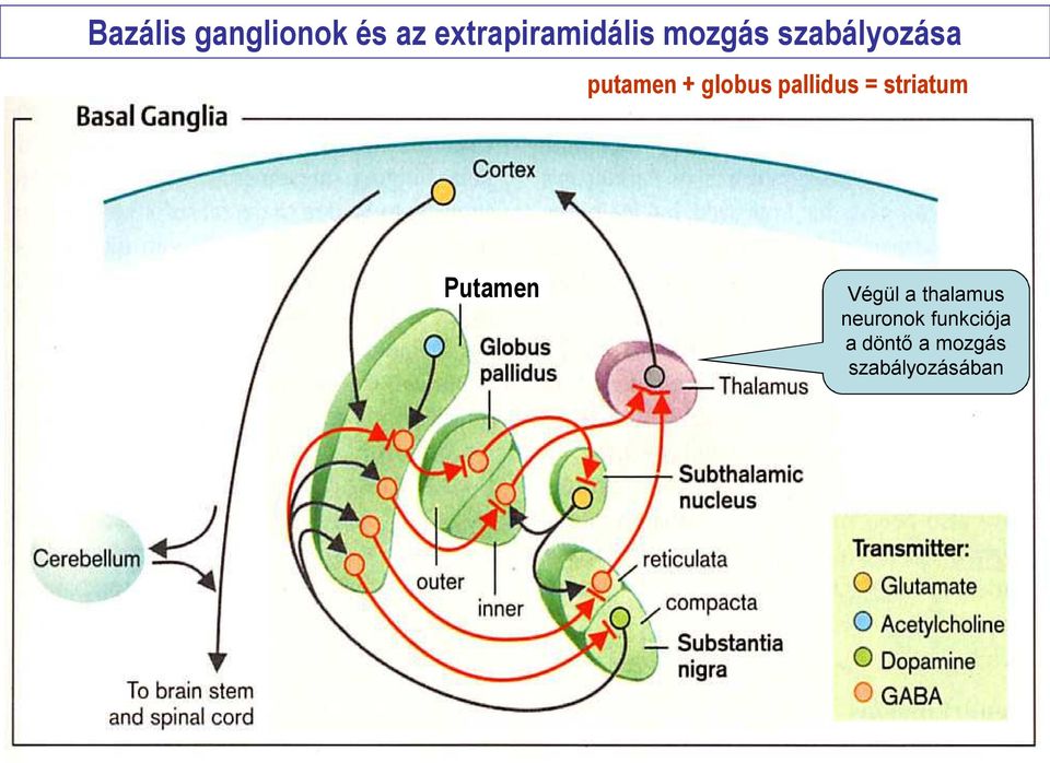 pallidus = striatum Putamen Végül a