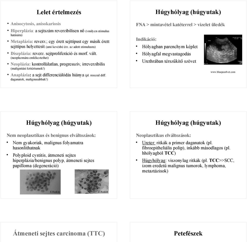 Hólyagban parenchym képlet Hólyagfal megvastagodás (neoplazmára emlékeztethet) Neoplázia: kontrollálatlan, progresszív, irreverzibilis Urethrában térszűkítő szövet (malignitási kritériumok!) www.