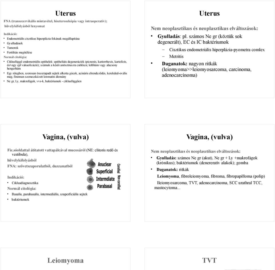 vagy alacsony hengerhám Egy rétegben, szorosan összetapadt sejtek alkotta gócok, acináris elrendeződés, kerekded-ovális mag, finoman szemecskézett kromatin álomány Ne gr, Ly, makrofágok, vvs-k,