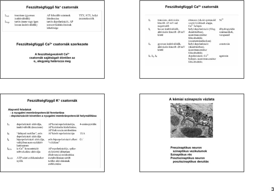 szinapszis vázlata Alapvető feladatuk - a nyugalmi membránpotenciál fenntartása - depolarizációt követően a nyugalmi